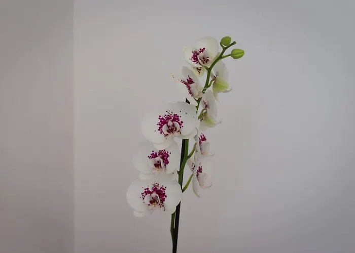 Townhouse Anita - Modern 2-br Coastal Retreat Near The Casa vacanze Peyia