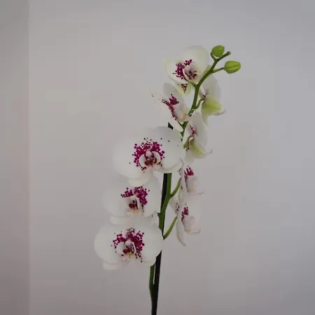 Townhouse Anita - Modern 2-br Coastal Retreat Near The Σπίτι διακοπών Πέγεια